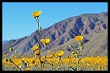Borrego Superbloom 2017